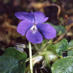 Violeta perfumada 'Mrs Pinehurst'